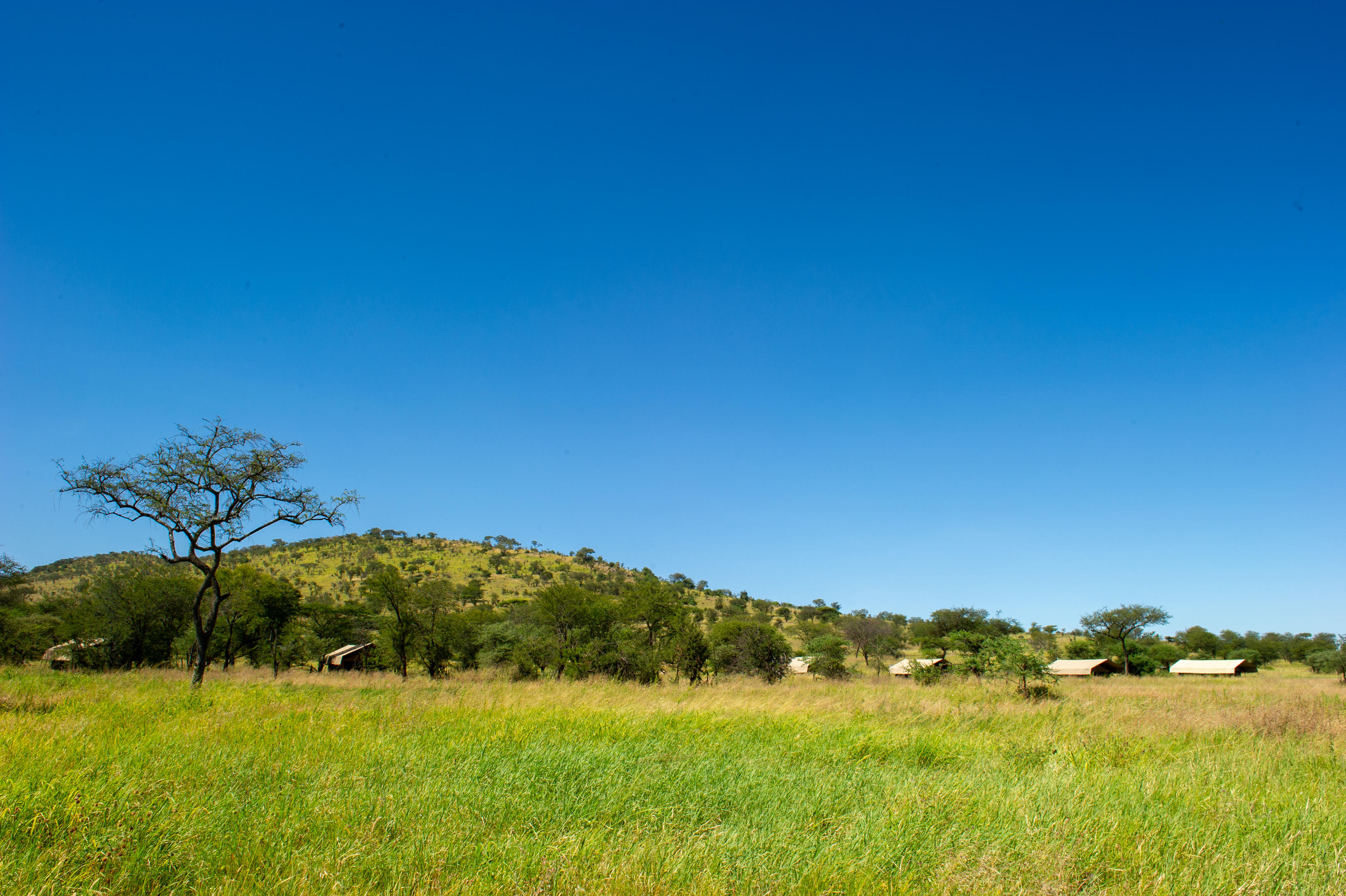Serengeti Kati Kati Tented Camp thumbnail 3